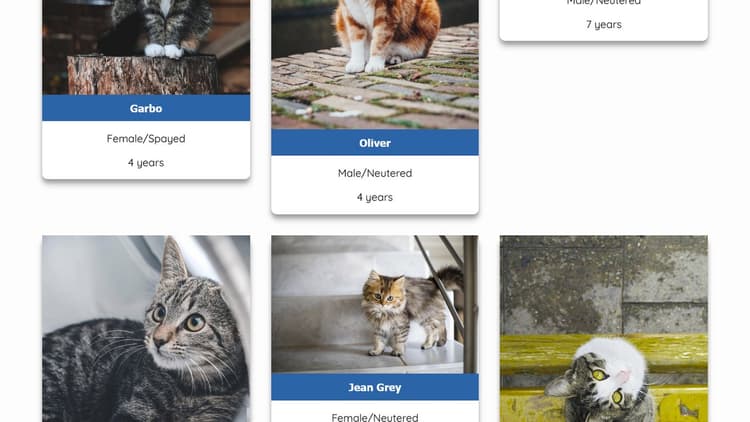 Cat adoption website/PWA concept